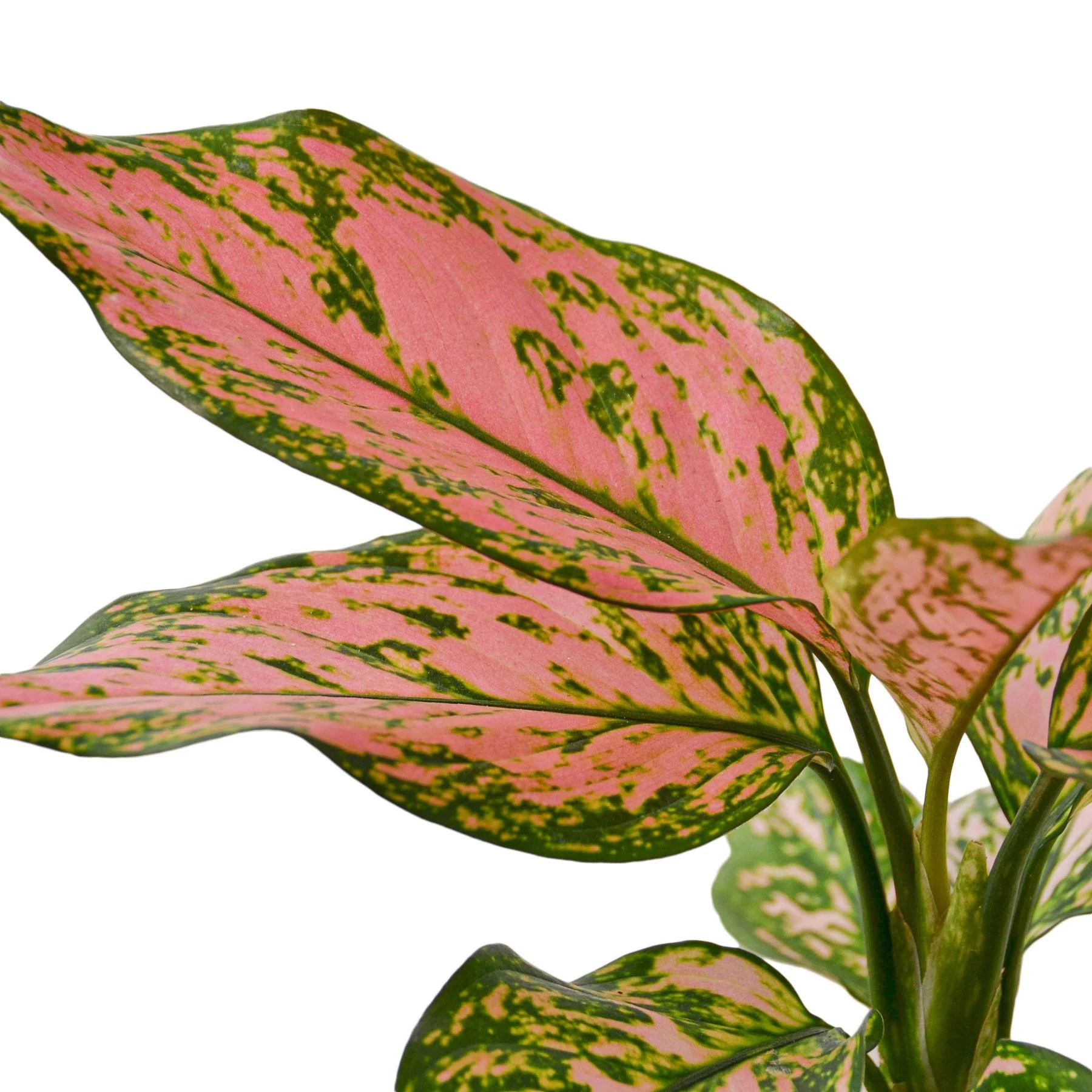 Aglaonema 'Lady Valentine' — Aloha Plant Life